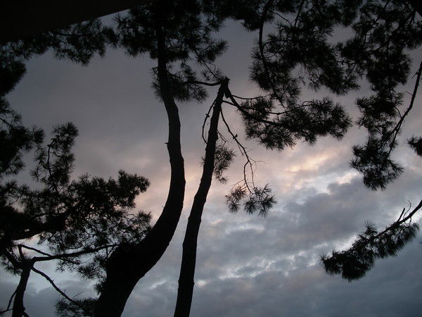 Реваз Хонелидзе