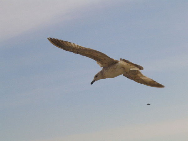 Олег Иванович