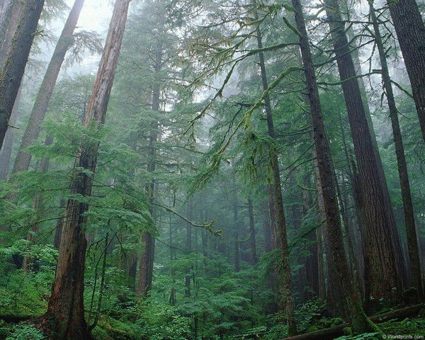 Ольга Назаренко