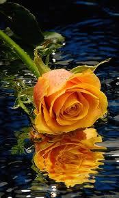 Гульсара Н.