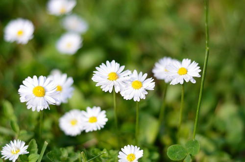 Вера Бухалова