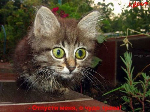 Серёга Власов