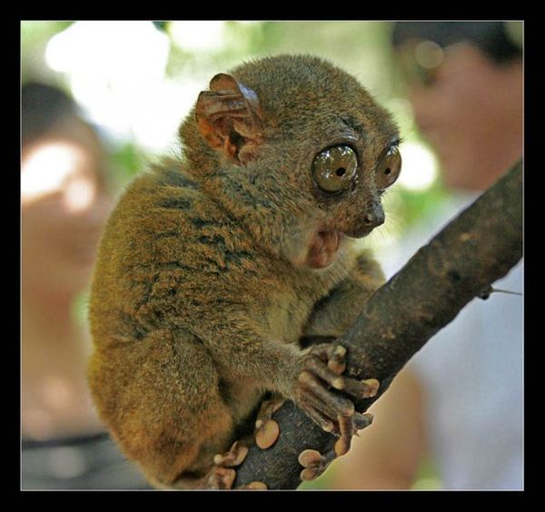 Дмитрий Потапов