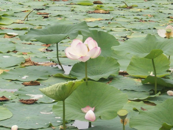Евгений Петренко