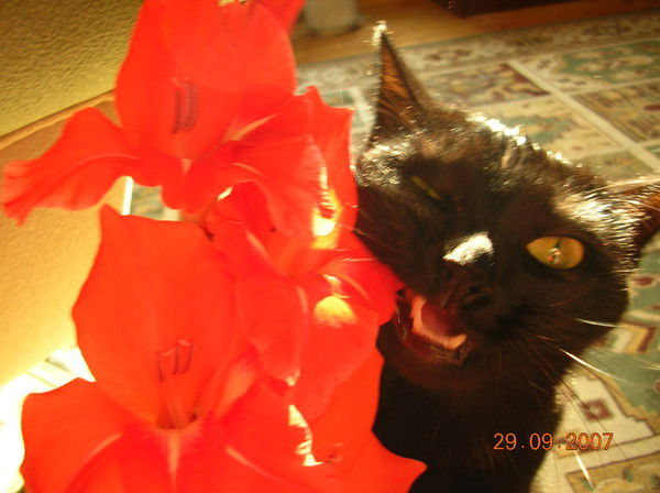 Валерия Матвеева