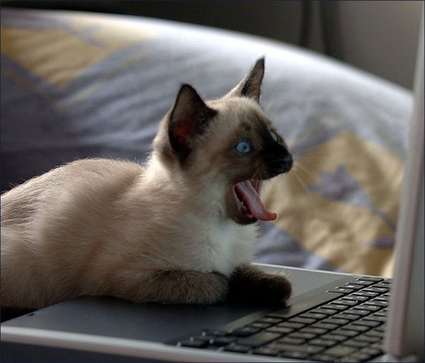 Андрей Сомов