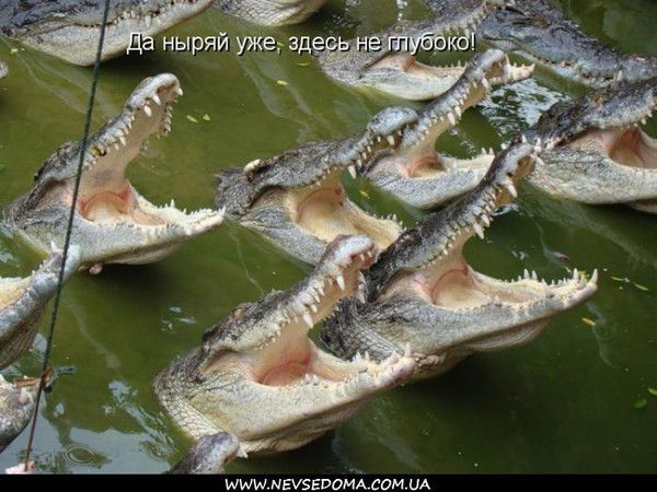 Владимир Цветков