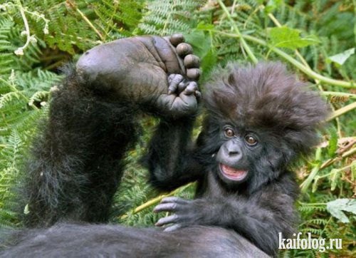 Равиль Насыров