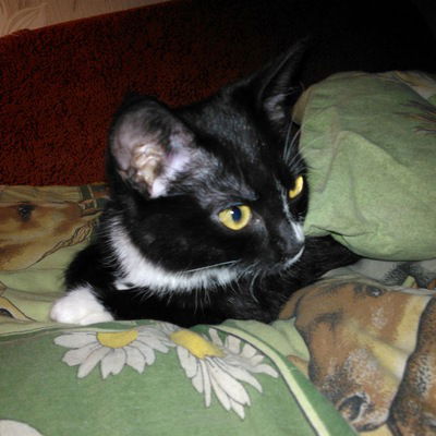 Хулиган Персикович