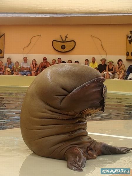 Орзул Алена