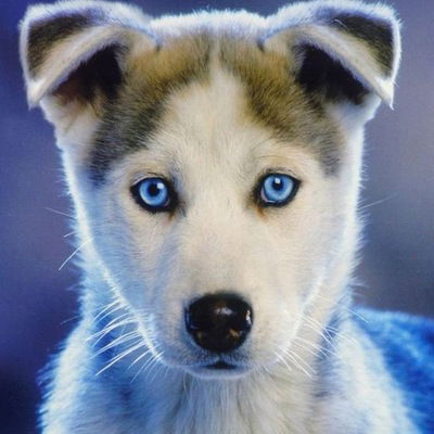 Кирилл Гаряга