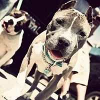 Антон Полетаев