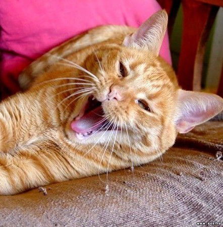 Алексей Лукач