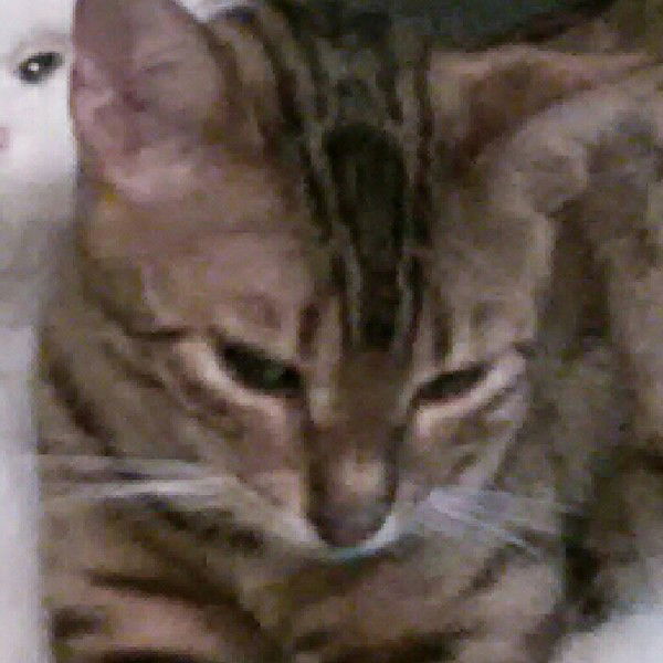 Сергей Катин