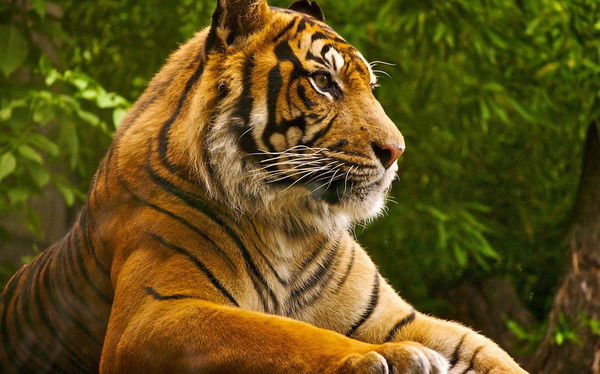 Дмитрий Сорокин