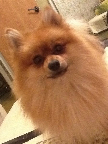 Светлана Зверева