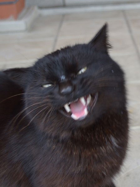 Ксения Варламова