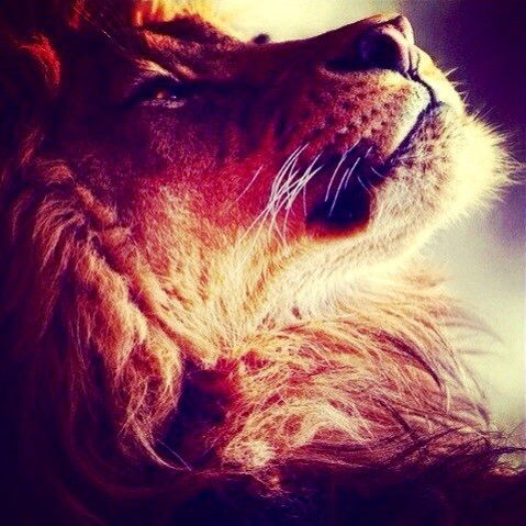 Николай Солон