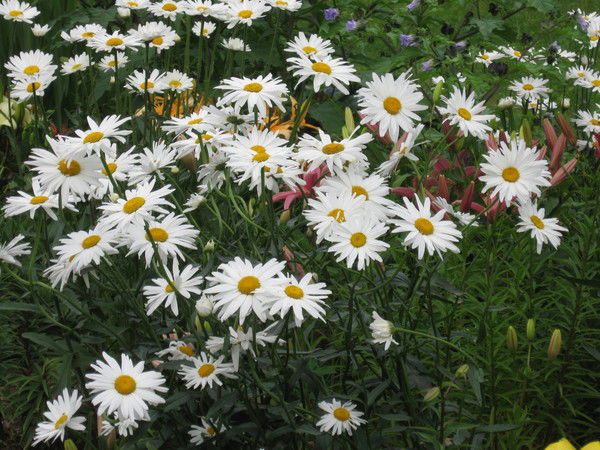 Лариса Илюшина