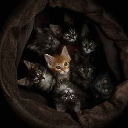 Александр Чимидов