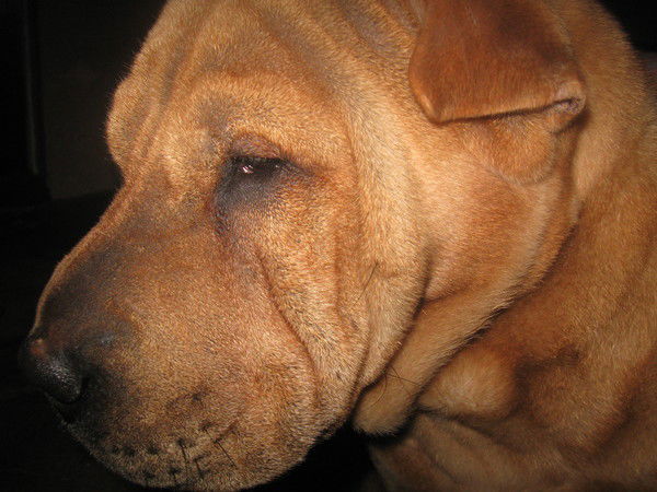 Елена Ходкова