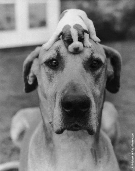 Елена Нечаева