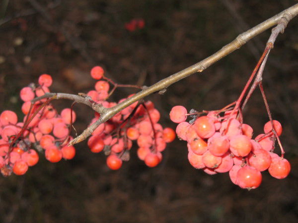 Елена Пороша