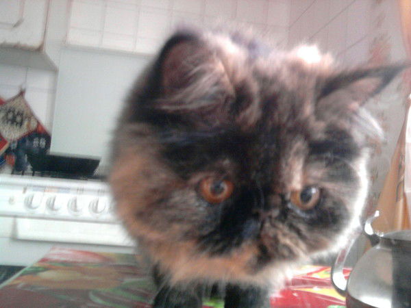 Илья Денщиков