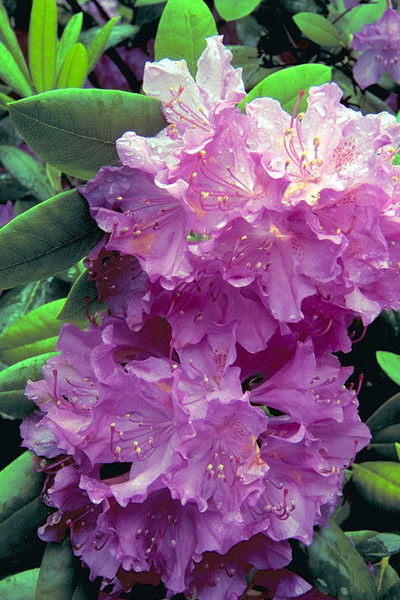 Елена Рыбалкина