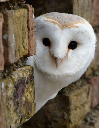 Ольга Костенко