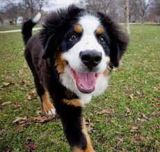 Соня Голубева