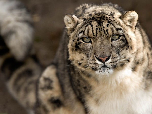 Юрий Александрович