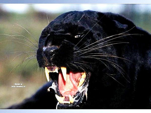 Ерлан Елюпов