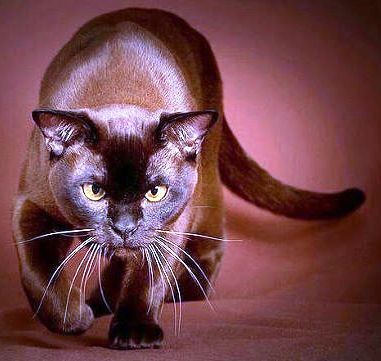 Михаил Свой