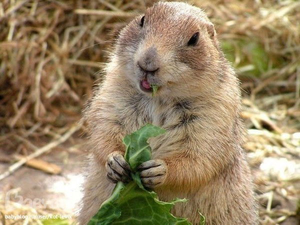 Татьяна Субоч