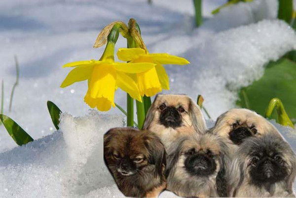 Раса Валутене