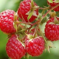 Елена Короткова