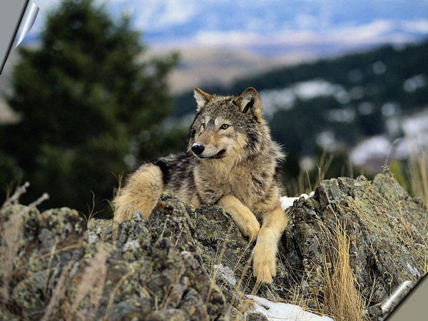 Александр Курышев