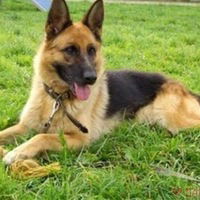 Андрей Широкий