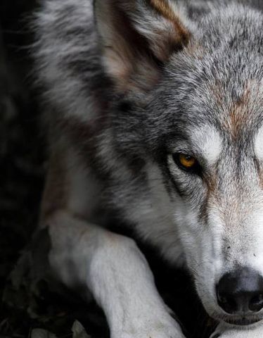 Дмитрий Иванов