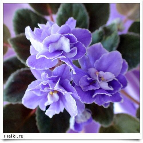 Мадина Бикулова