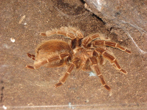 Артем Романов