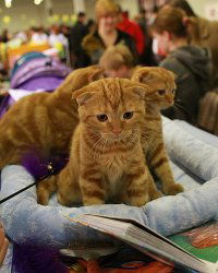 Эля Ахметова