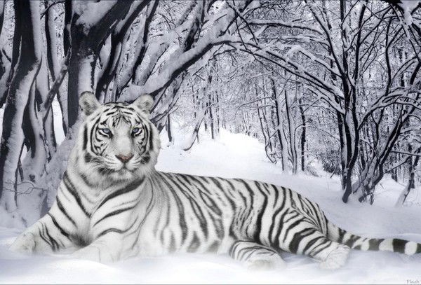 Даша Нелюбина