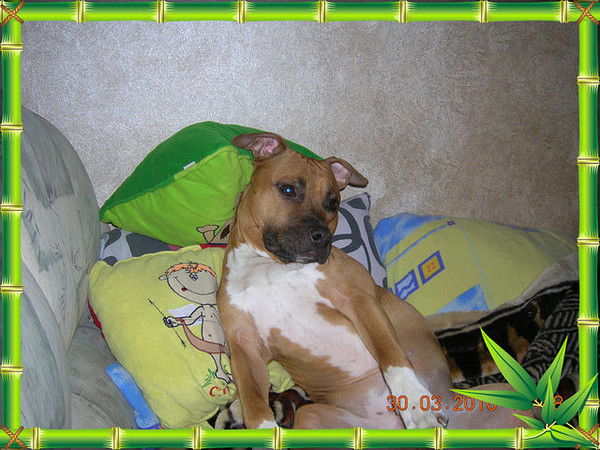 Леша Голубков