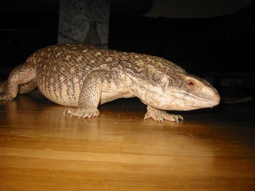 Ден Савиных