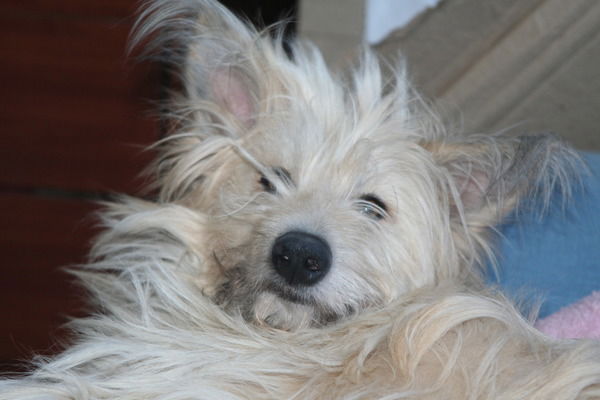 Елена Сухарева