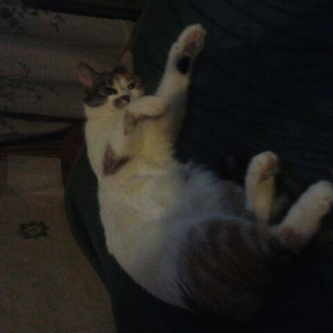 Феона Полтавцева