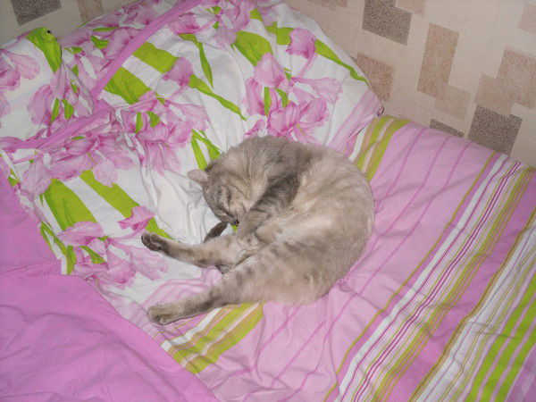 Олег Комлев