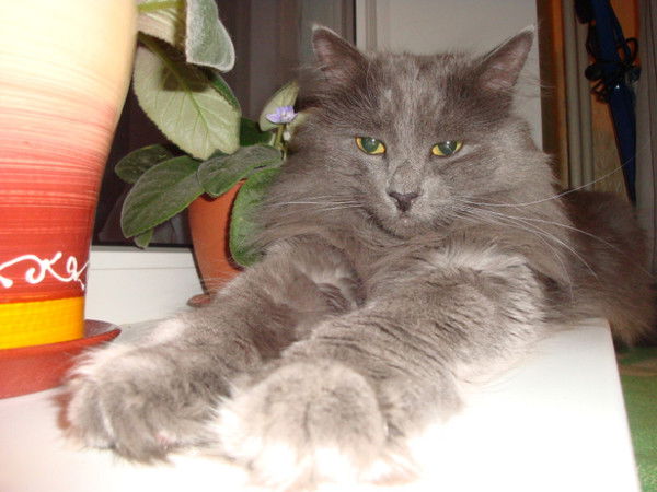 Ольга Волкова